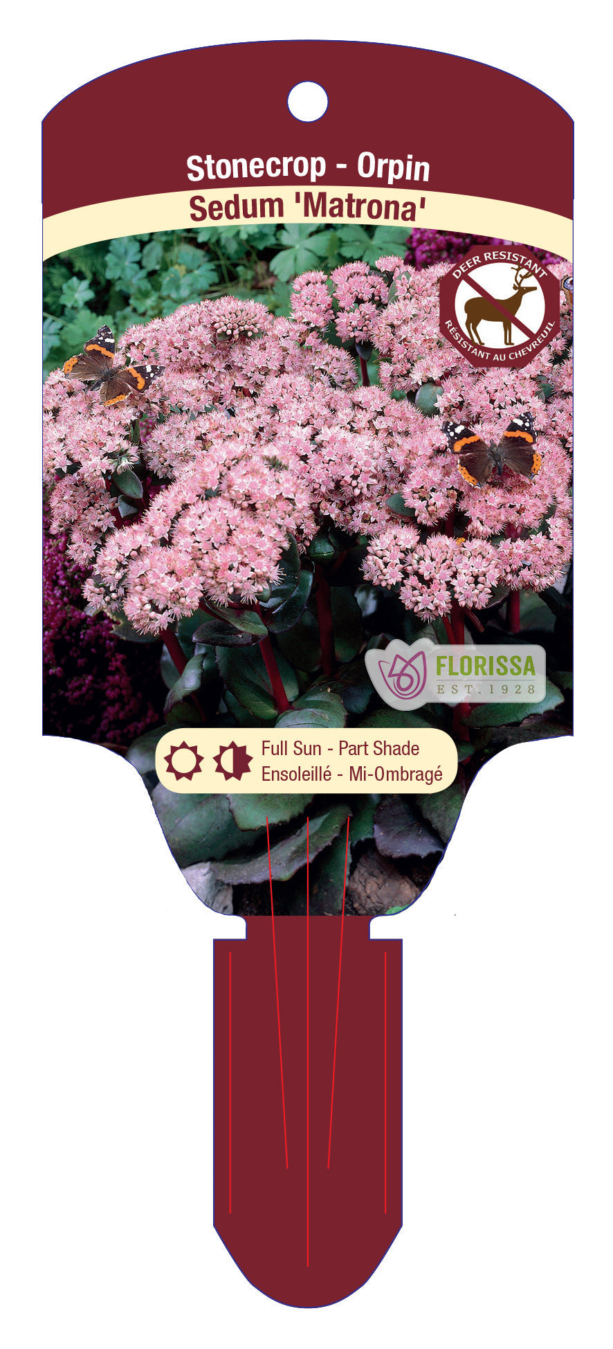 Stonecrop 'Matrona'