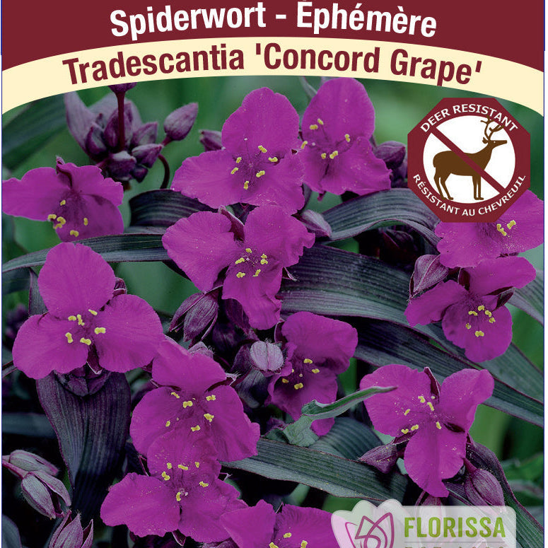 Spiderwort 'Concord Grape'