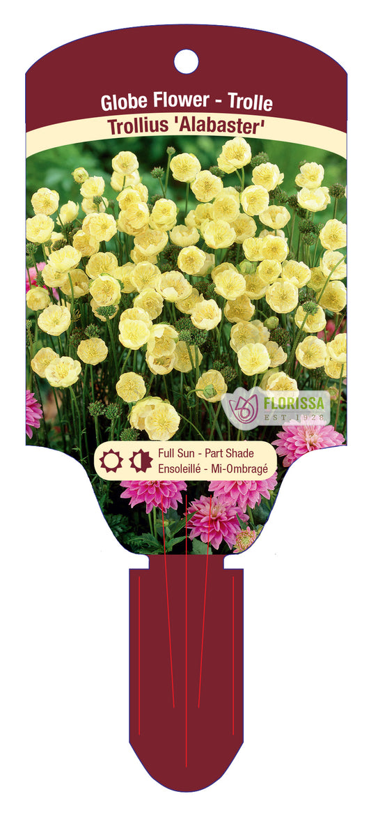 Trollius Alabaster 5.5" Pot