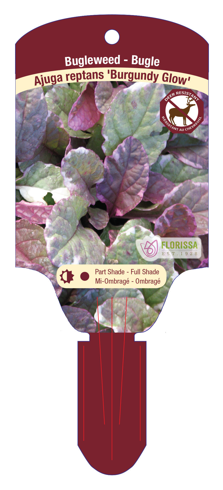 Bugleweed