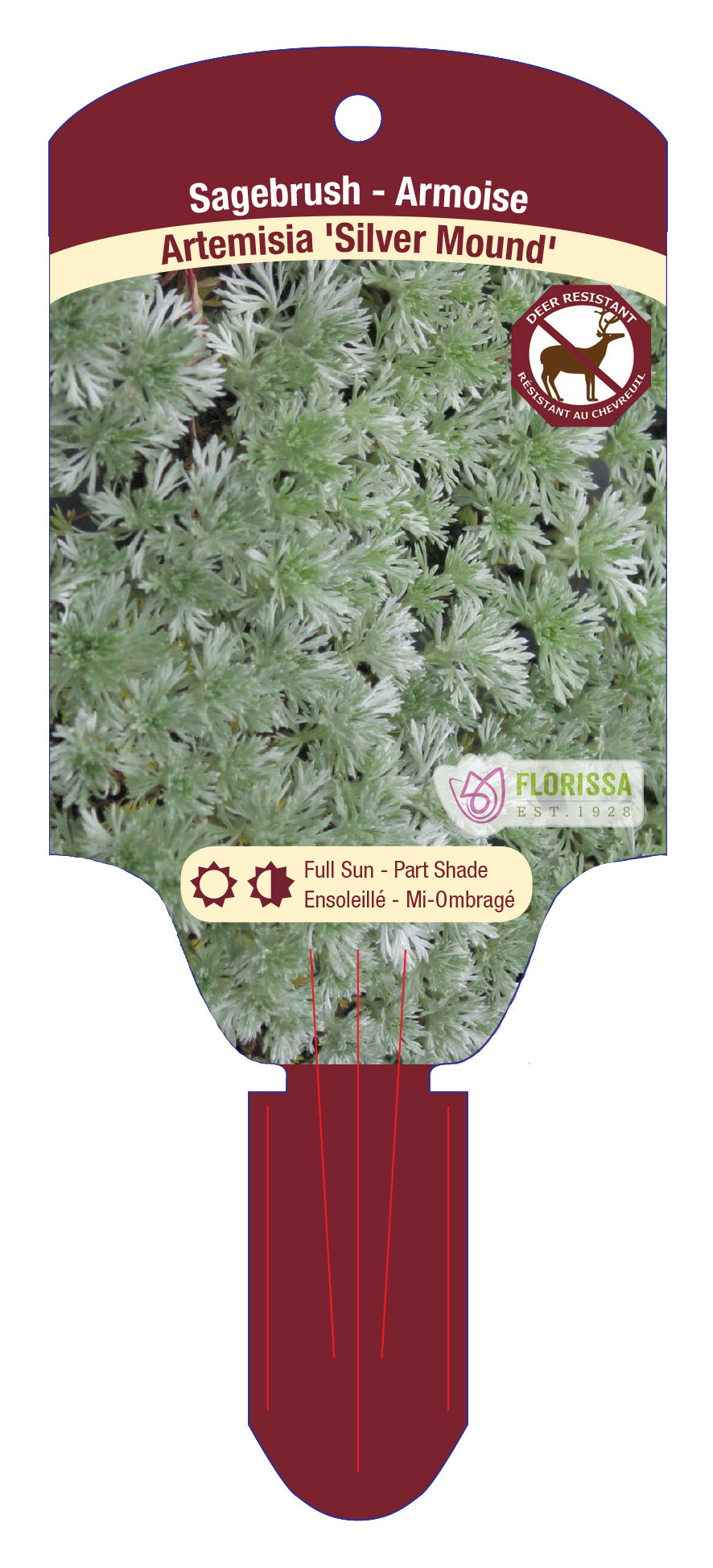 Sagebrush 'Silver'