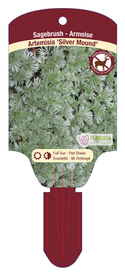 Sagebrush 'Silver'
