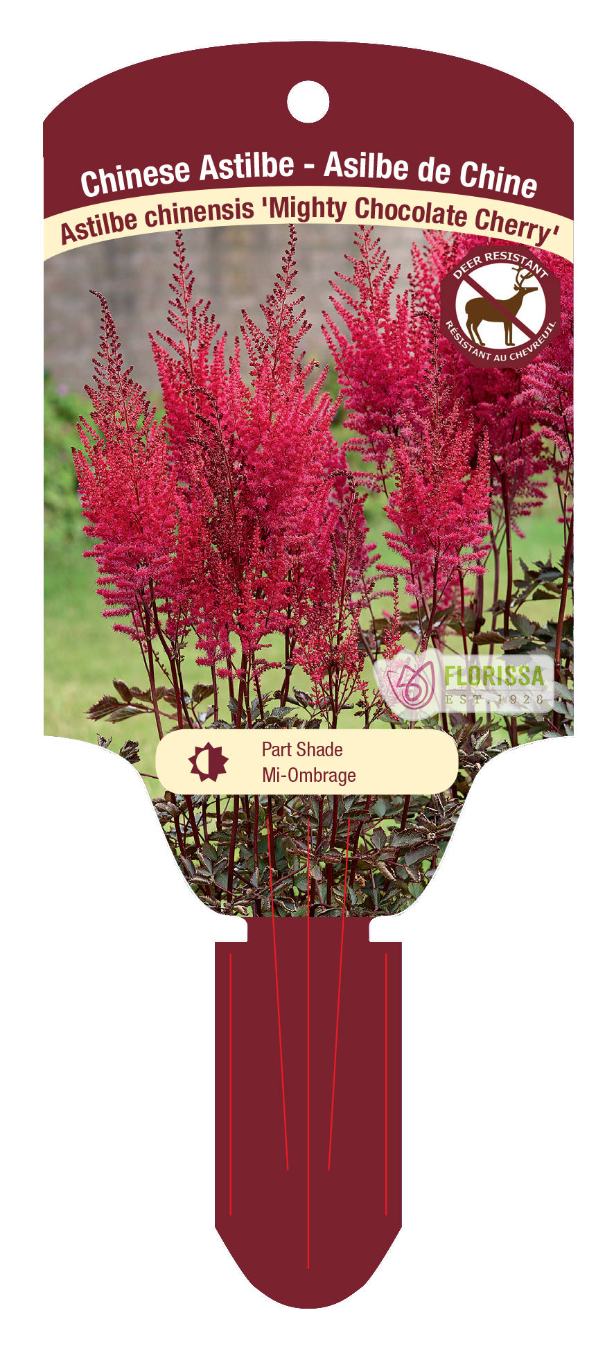 Chinese Astilbe 'Mighty'