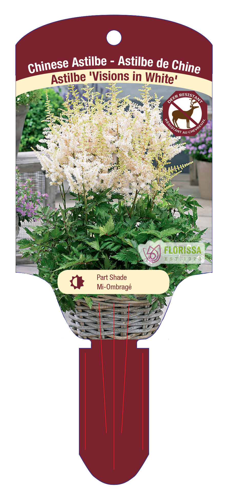 Chinese Astilbe 'Visions'