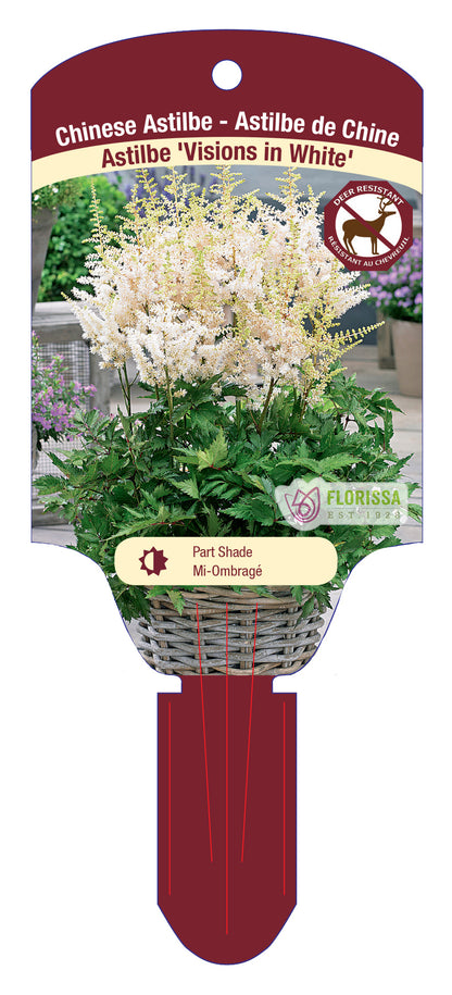 Chinese Astilbe 'Visions'
