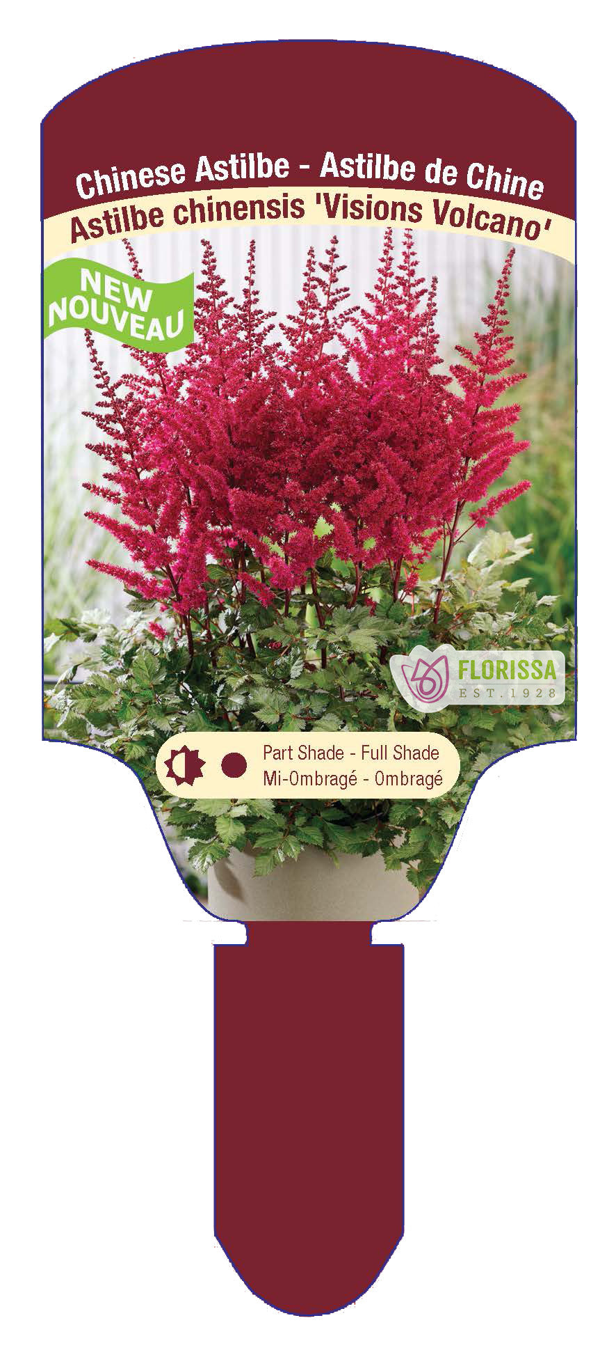 Chinese Astilbe 'Visions'