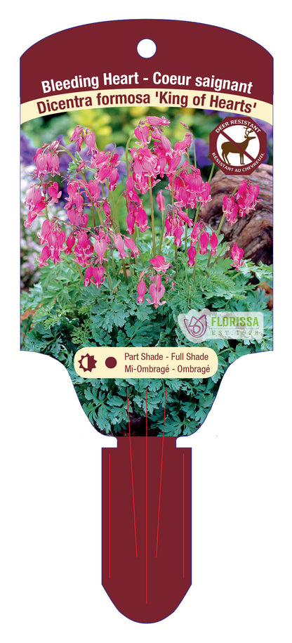 Bleeding Heart 'King of Hearts'