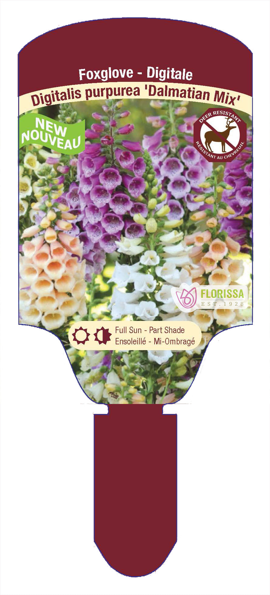 Foxglove 'Dalmatian'
