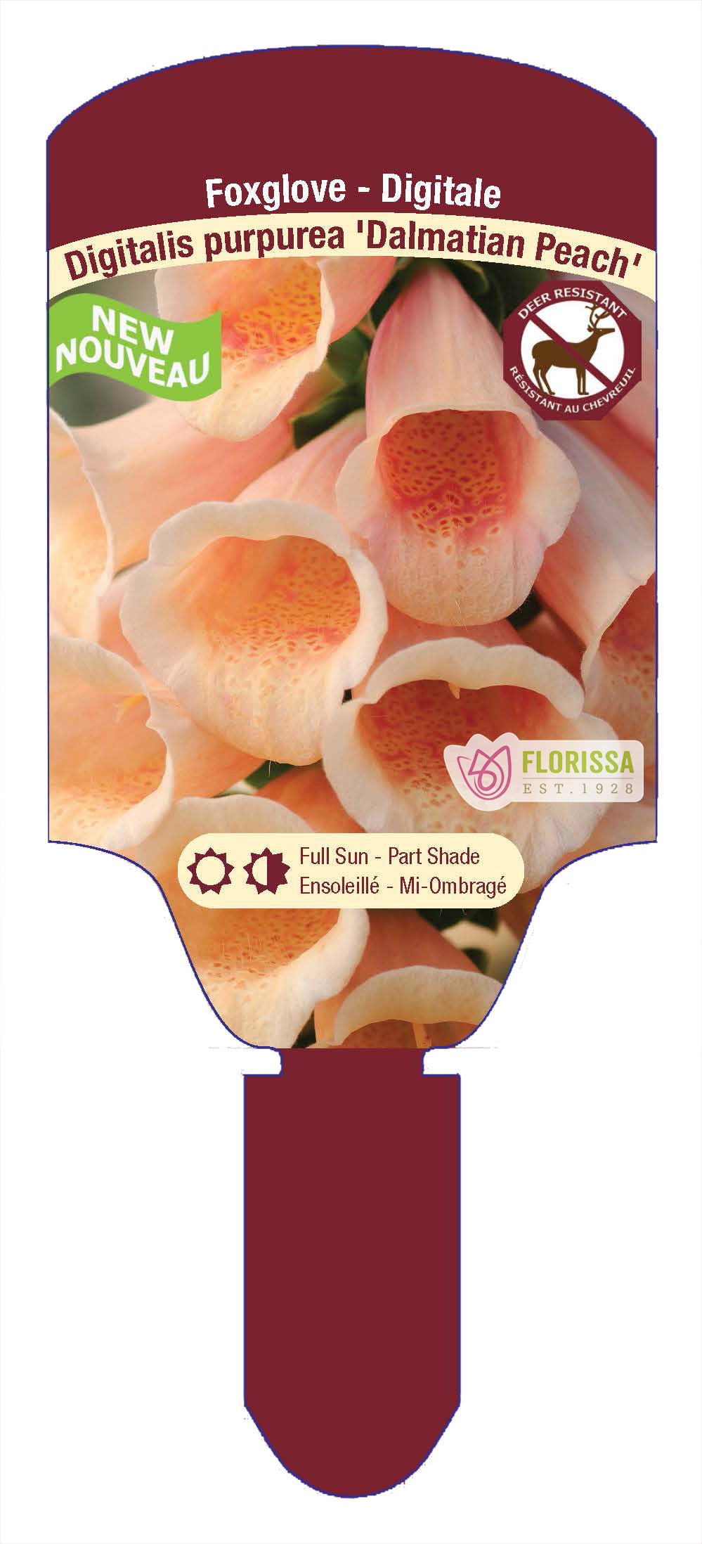Foxglove 'Dalmatian'