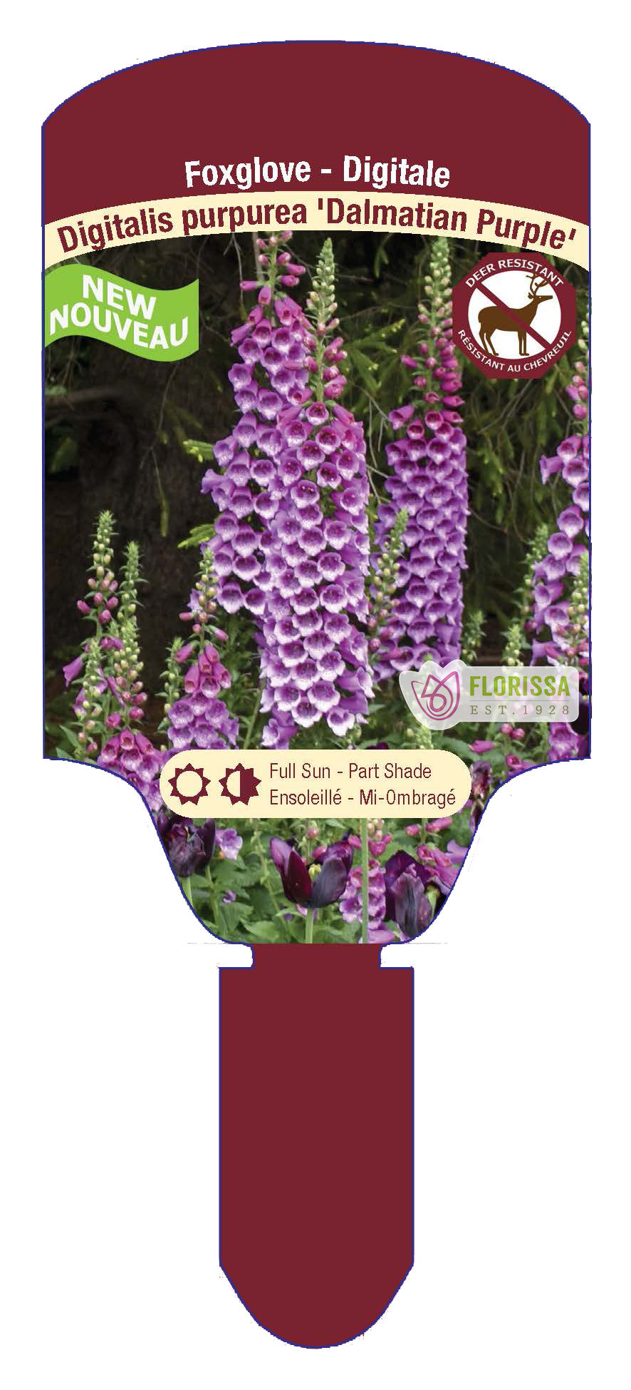 Foxglove 'Dalmatian'