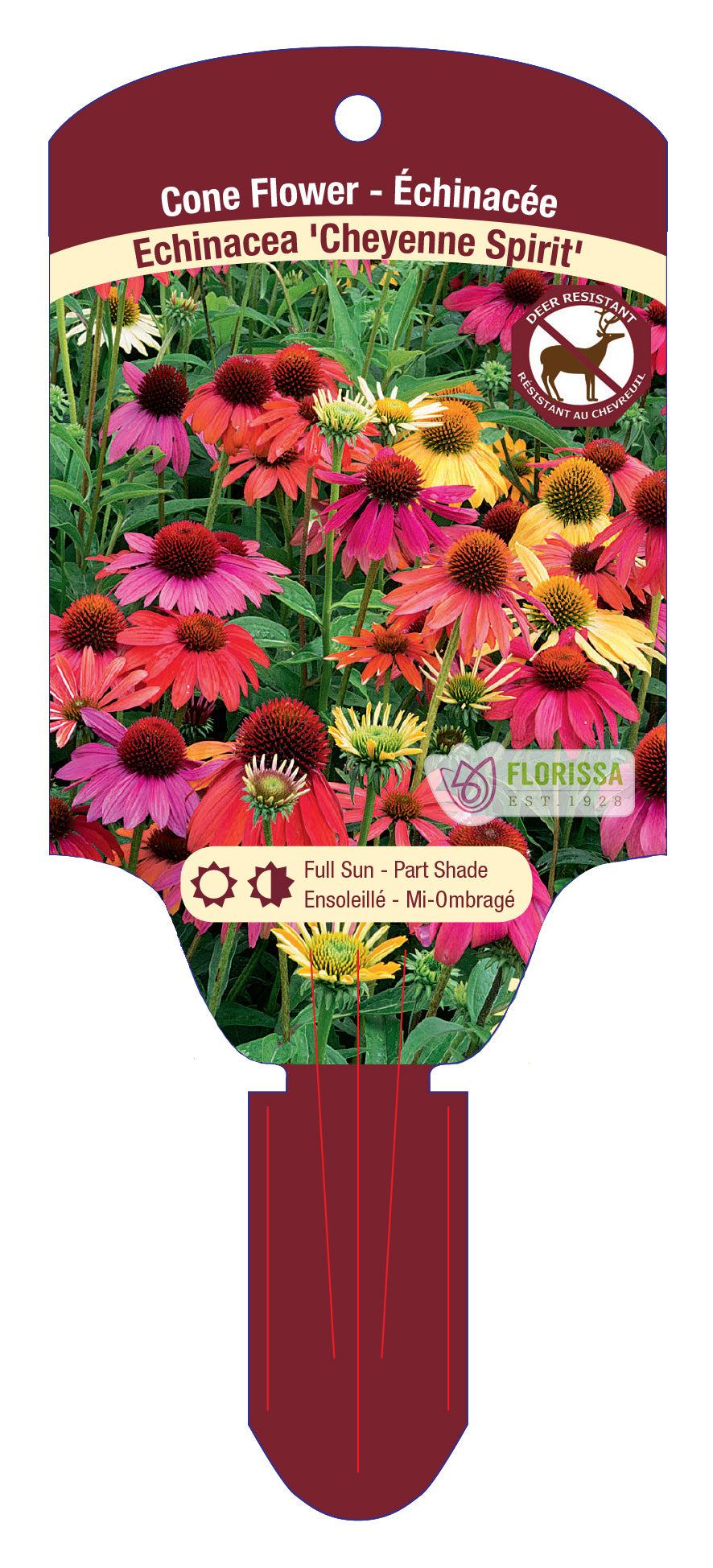 Coneflower
