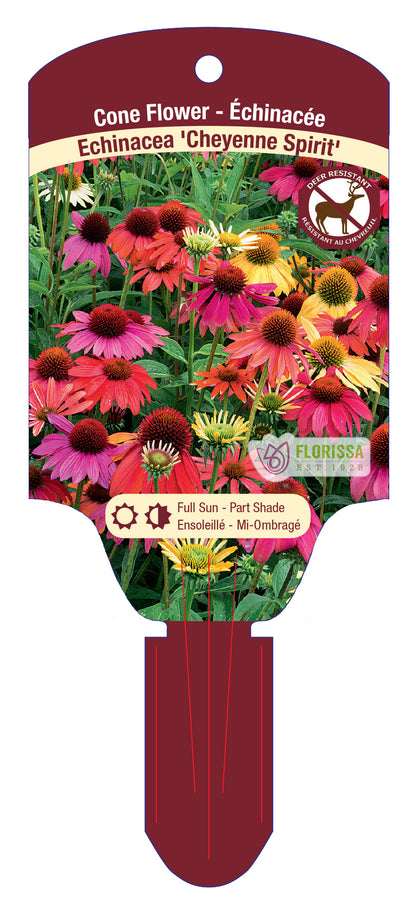 Coneflower