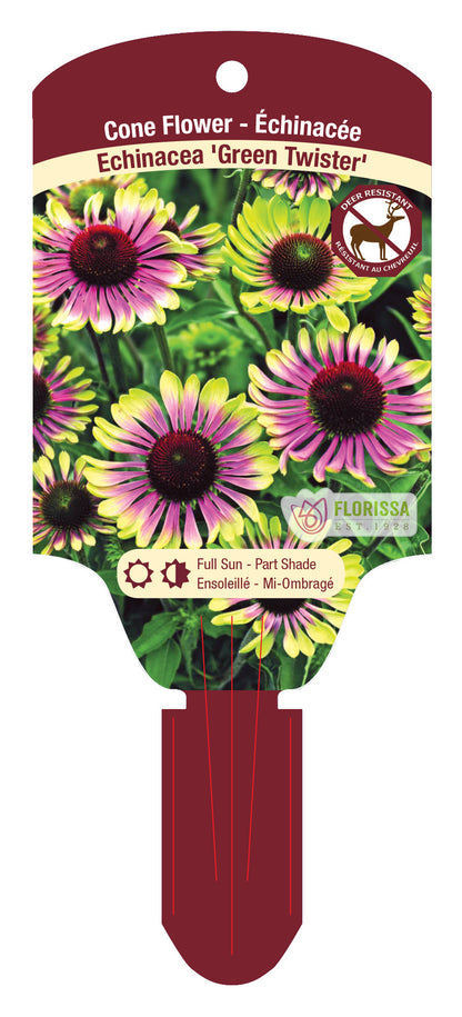 Coneflower