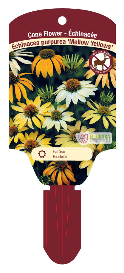 Coneflower