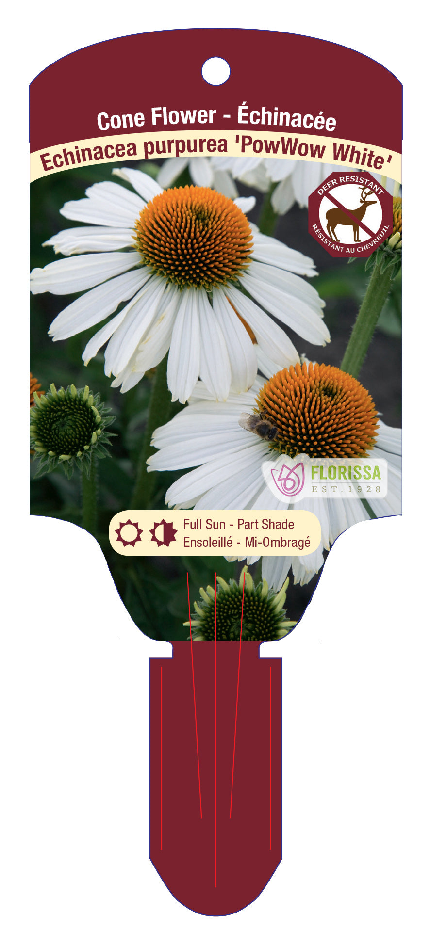 Coneflower 'PowWow®'