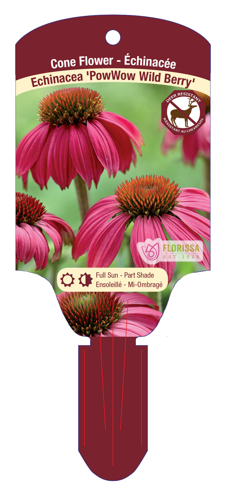 Coneflower 'PowWow®'