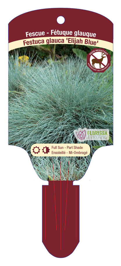 Blue Fescue