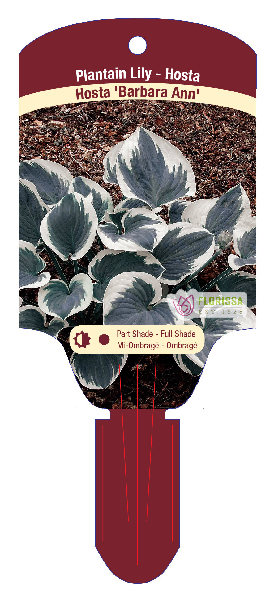 Hosta 'Barbara Ann'