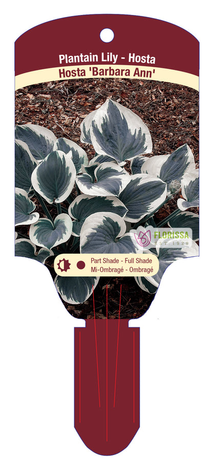 Hosta 'Barbara Ann'