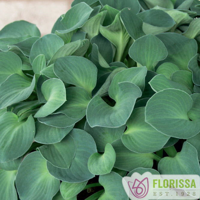 Hosta 'Blue Mouse Ears'