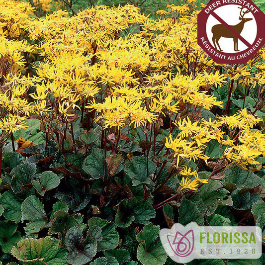 Golden Groundsel 'Othello'