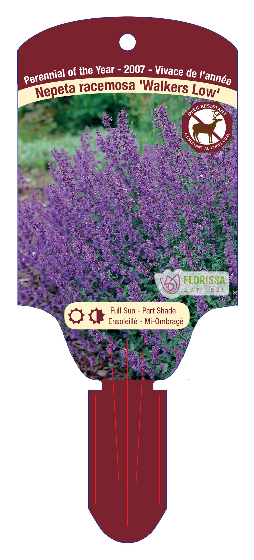 Catmint 'Walker's Low'