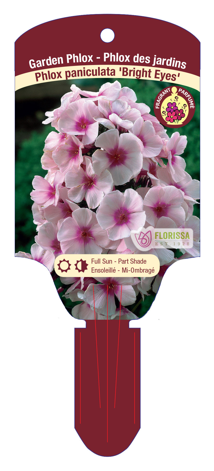 Garden Phlox 'Bright Eyes'