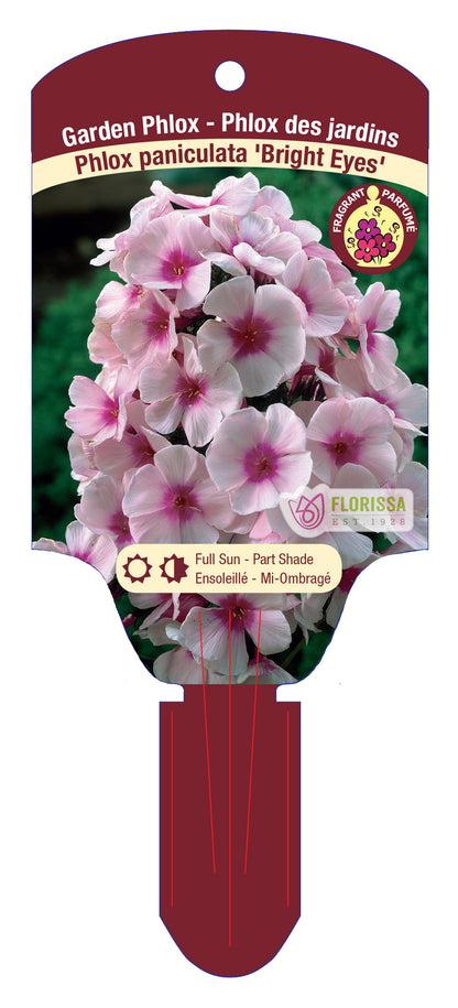 Garden Phlox 'Bright Eyes'