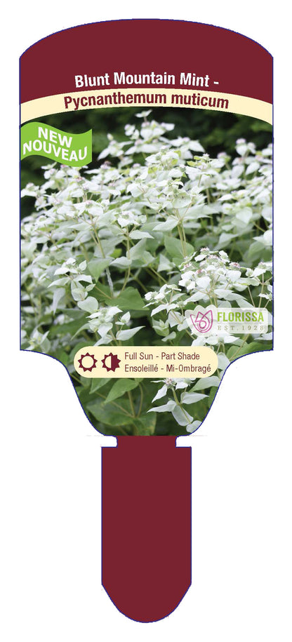 Mountain Mint