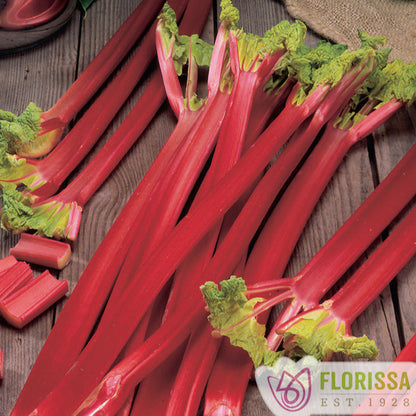 Rhubarb 'Victoria'