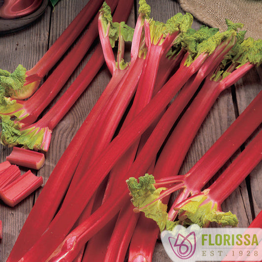 Rhubarb 'Victoria'