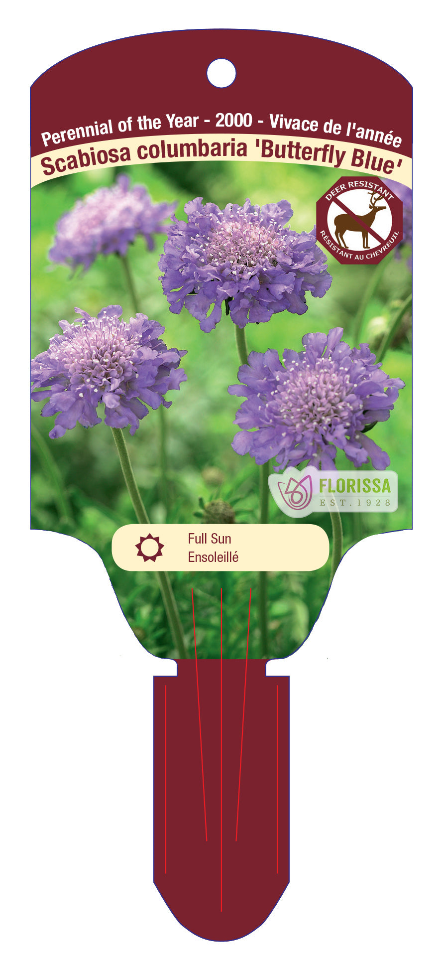 Pincushion 'Butterfly'