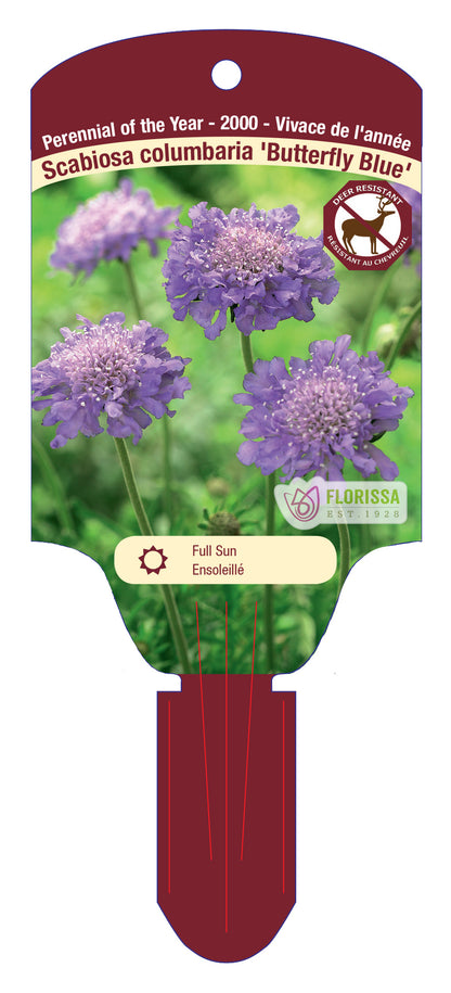 Pincushion 'Butterfly'