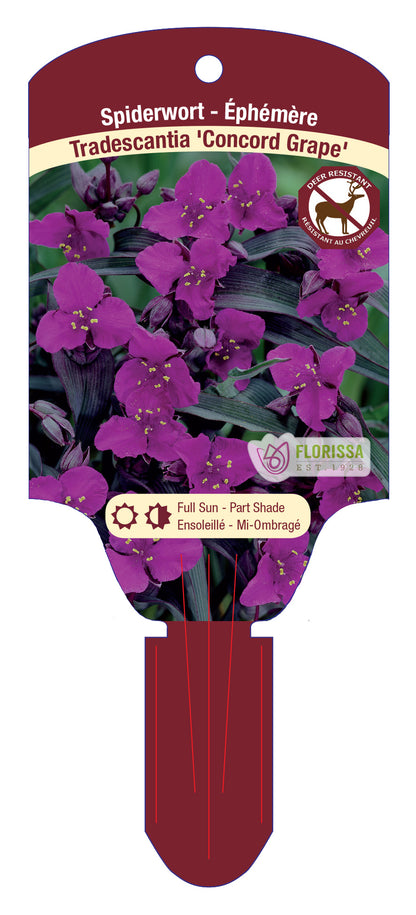 Spiderwort 'Concord Grape'
