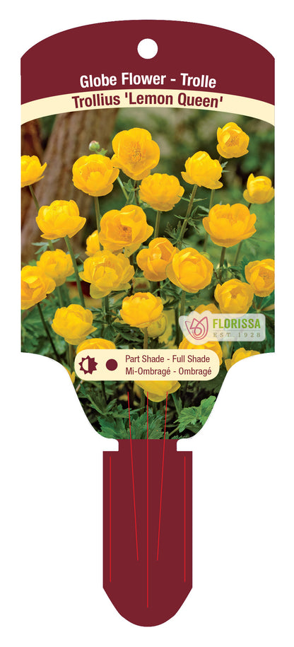 Globeflower 'Lemon Queen'