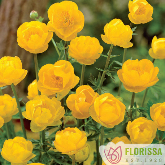 Globeflower 'Lemon Queen'
