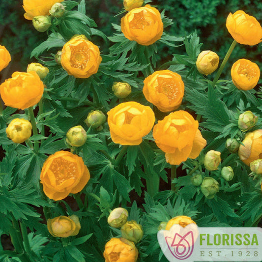 Globeflower 'Orange Princess'