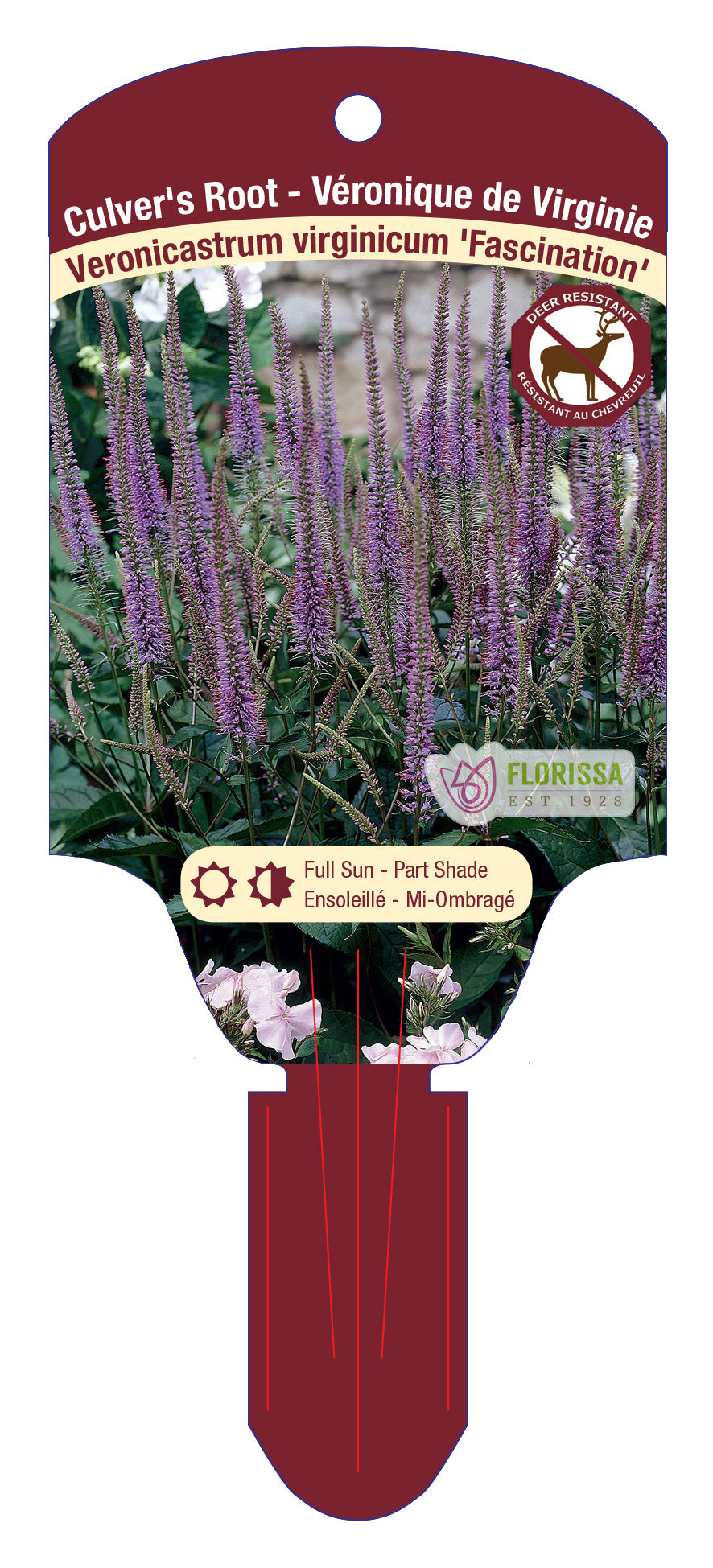 Culver's Root 'Fascination'