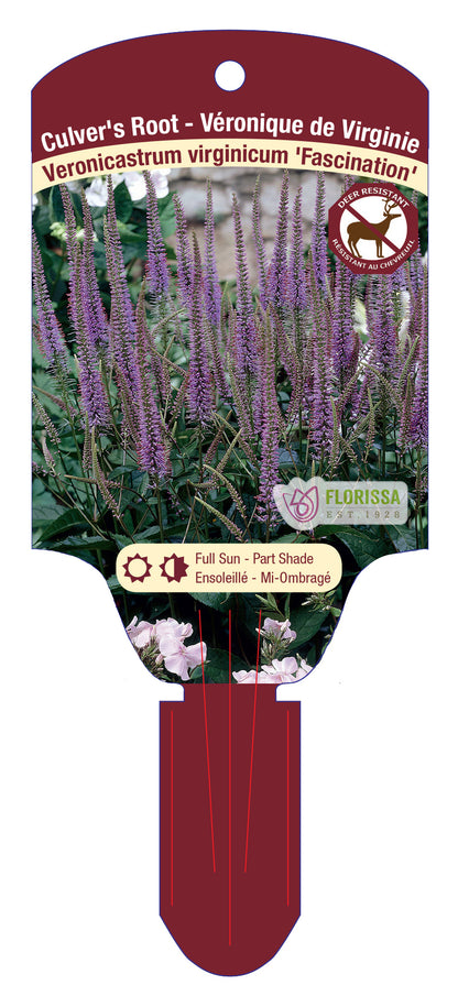 Culver's Root 'Fascination'