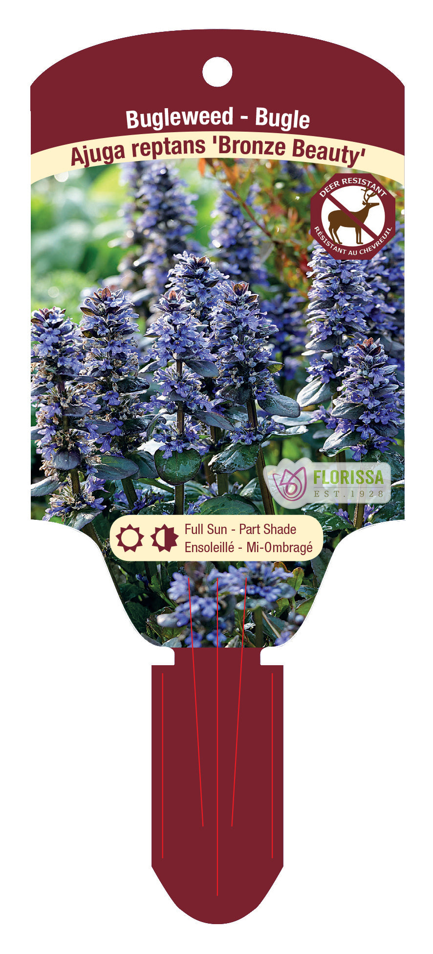Bugleweed