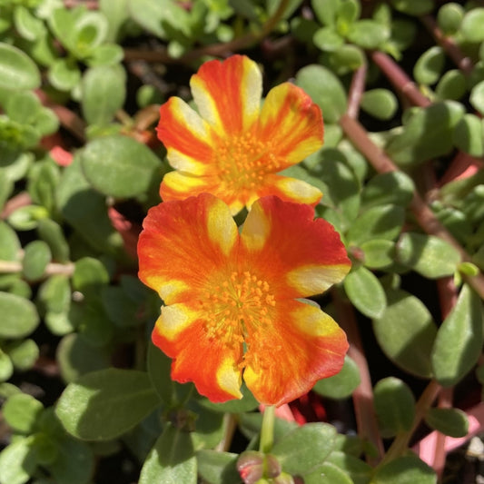 Portulaca Purslane 'PortoGrande™'