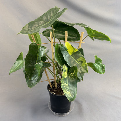 Philodendron 'Burle Marx'