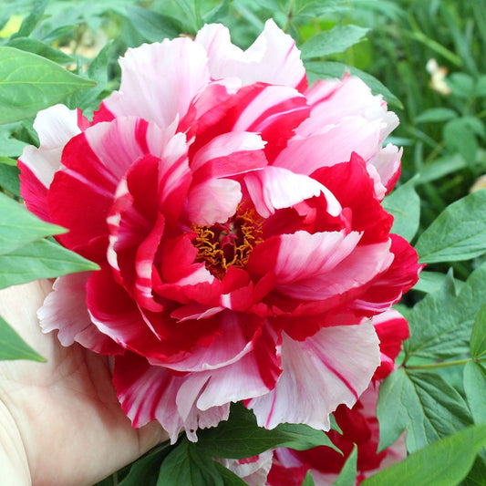 Tree Peony 'Shima Nishiki'