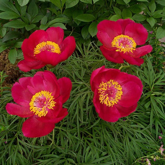 Itoh Peony 'Itoba'