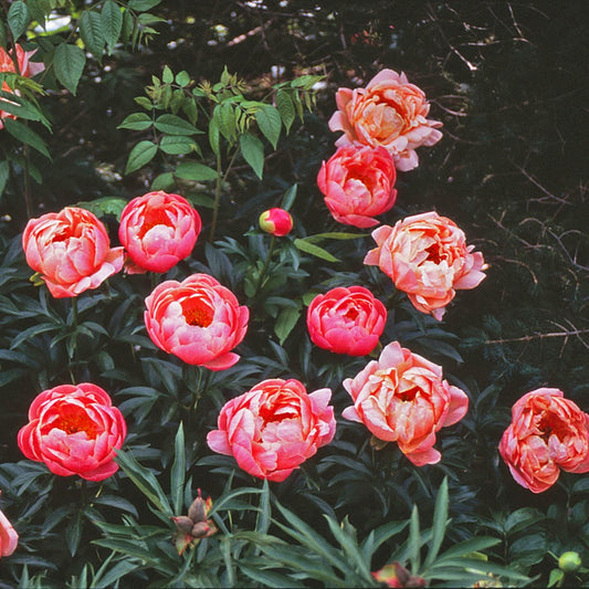 Peony 'Coral Sunset'