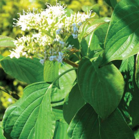 Dogwood 'Pagoda'