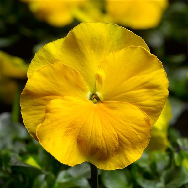 Pansy 'Delta Pro'