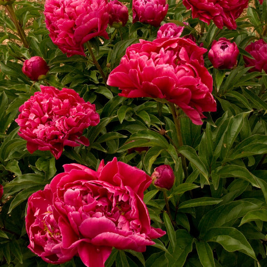 Peony 'Karl Rosenfield'