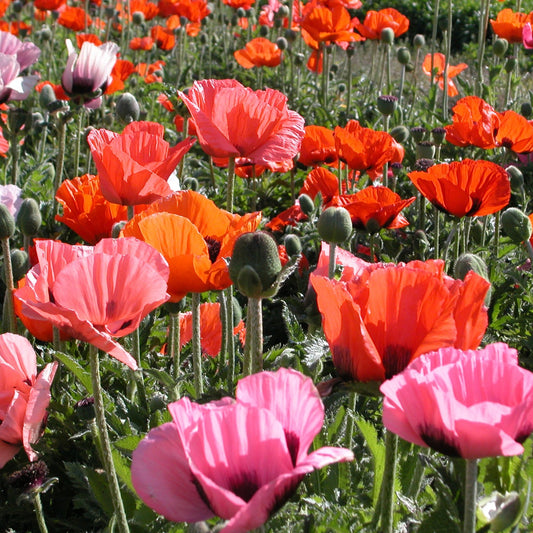 Oriental Poppy 'Pizzicato'