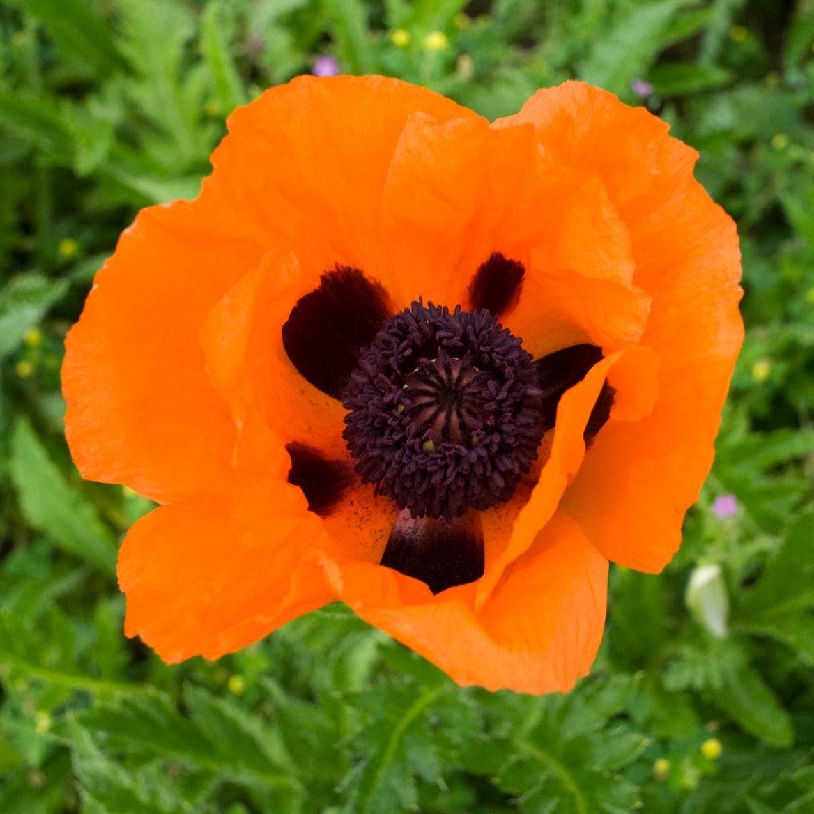 Oriental Poppy 'Prince Orange'